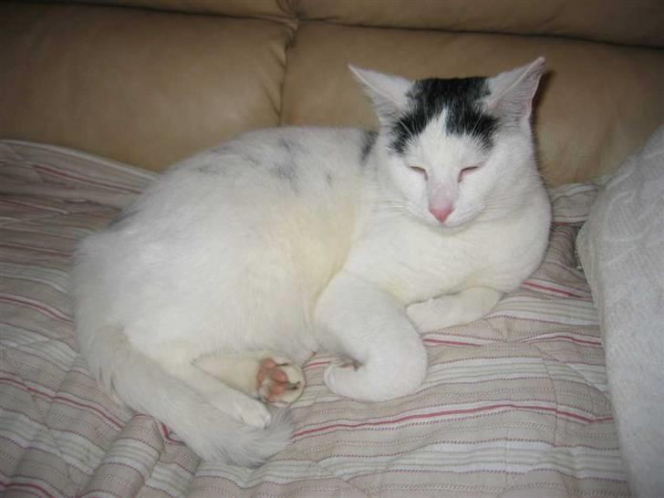 Huskat Basse - (21-01-09) billede 7