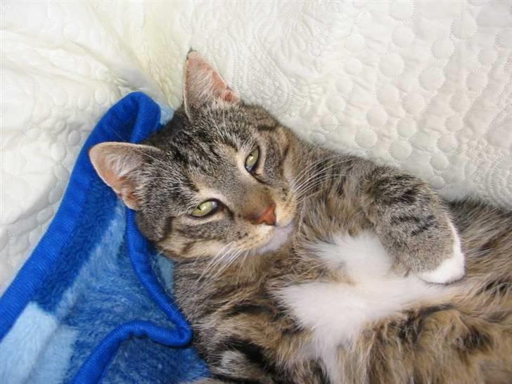 Huskat Elvis R.I.P. 04.02.09 - (21-08-05) billede 1