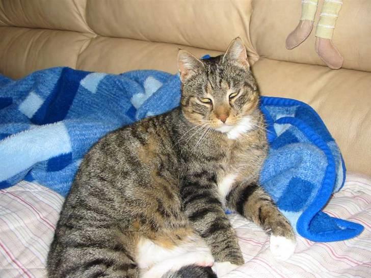 Huskat Elvis R.I.P. 04.02.09 - (05-03-05) billede 2