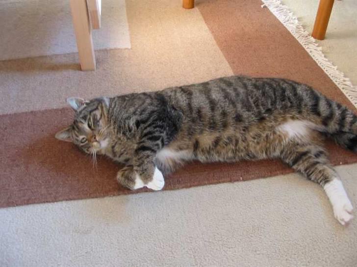 Huskat Elvis R.I.P. 04.02.09 - (05-03-05) billede 3