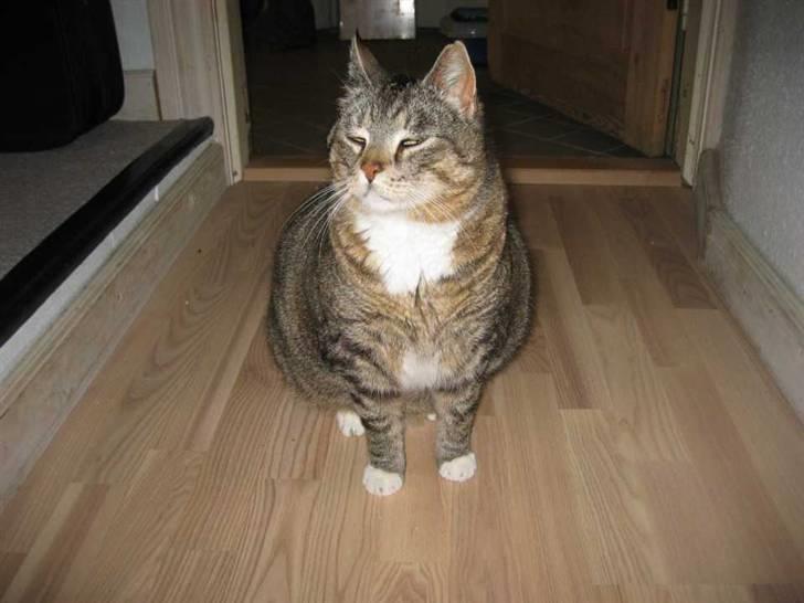 Huskat Elvis R.I.P. 04.02.09 - (01-06-07) billede 4