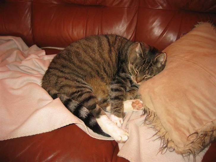 Huskat Elvis R.I.P. 04.02.09 - (14-11-07) billede 5