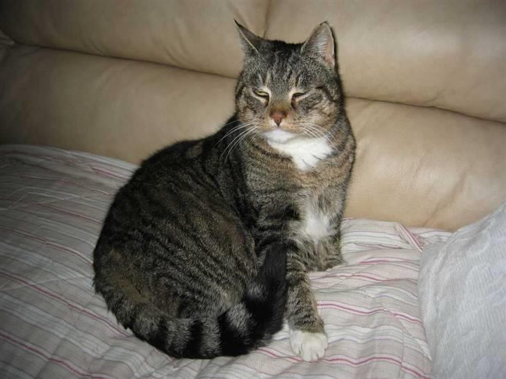 Huskat Elvis R.I.P. 04.02.09 - (17-01-09) billede 6