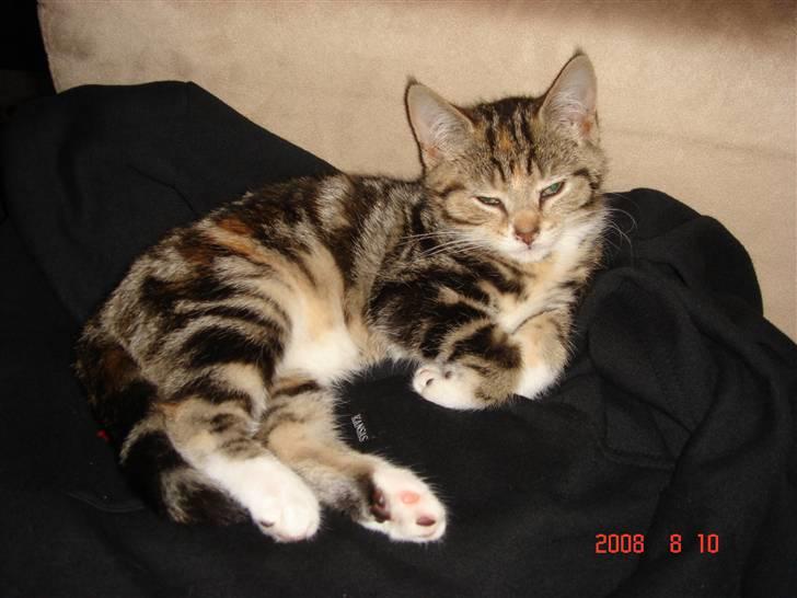 Huskat Mille billede 1