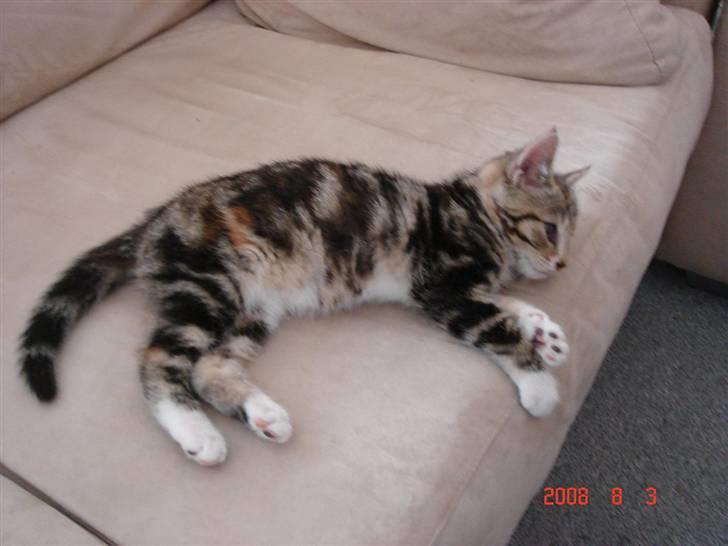 Huskat Mille billede 2