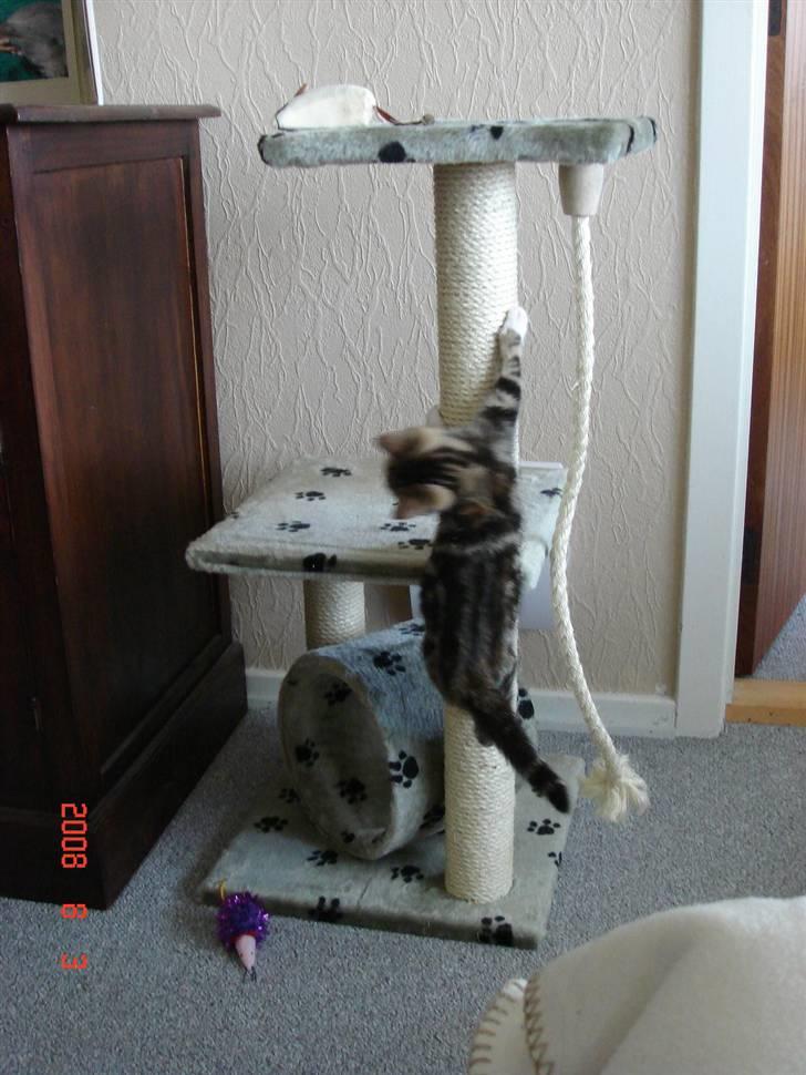 Huskat Mille - mille elsker sit kradse-træ :) billede 3