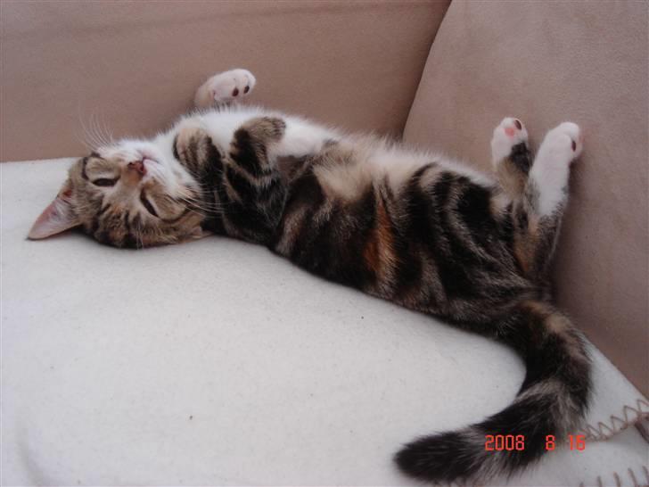 Huskat Mille billede 5