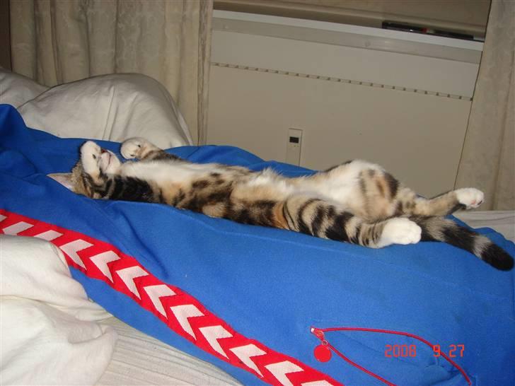 Huskat Mille - Rå-hygge hos far :) billede 6