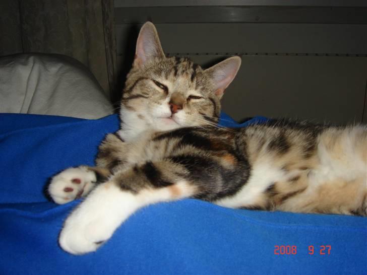 Huskat Mille billede 7