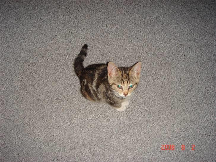 Huskat Mille - lille Mille da vi fik hende hjem billede 8