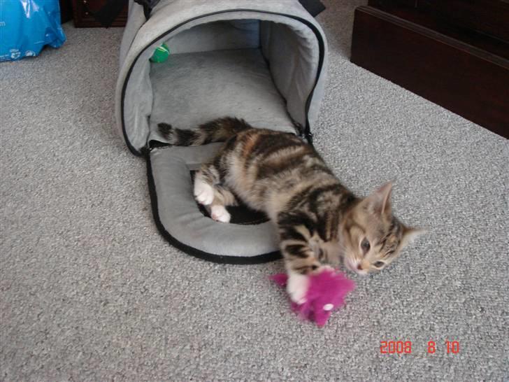 Huskat Mille - elsker at lege med mit legetøj billede 10