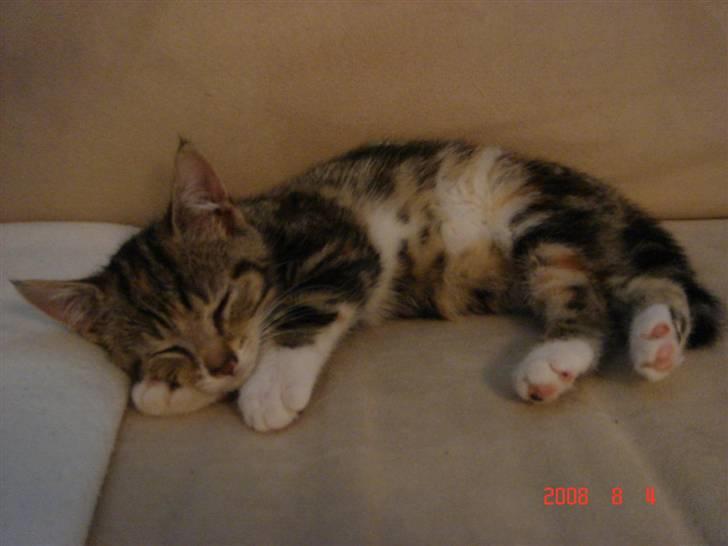 Huskat Mille - en lur er tiltrængt... billede 11