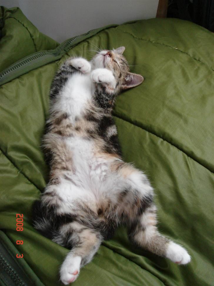 Huskat Mille billede 12