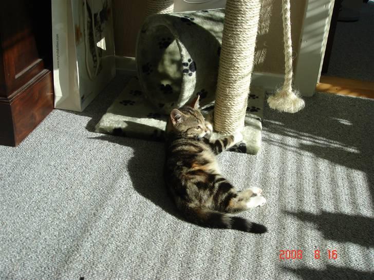 Huskat Mille - solstråler er bare hygge :) billede 13