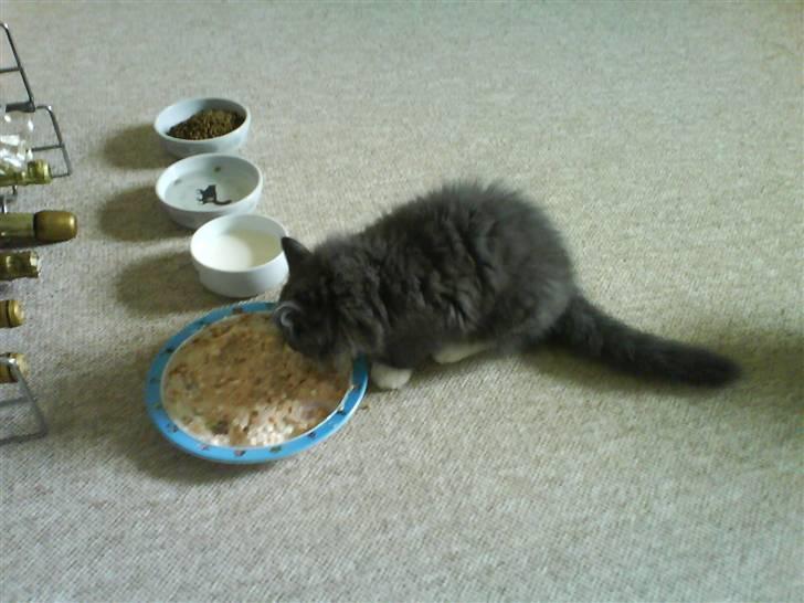 Norsk Skovkat Rytterparkens Blue Boy - Hmm, han vejer lige p.t 8,5 kg og er 9 måneder gammel  billede 14