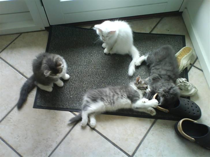 Norsk Skovkat Rytterparkens Blue Boy - Nåå, hele den lille familie uden mor <´3 billede 15