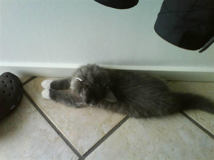 Norsk Skovkat Rytterparkens Blue Boy - Mhm, er jeg lækker eller hva? billede 16