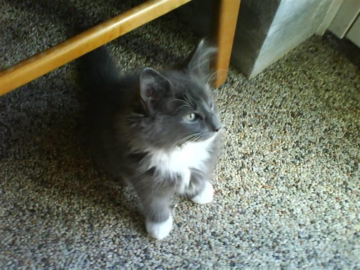 Norsk Skovkat Rytterparkens Blue Boy - Wow, jeg vil gerne udenfor... Mor: Nej lille Mandfred, det er for farligt :D billede 17