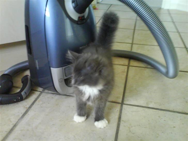 Norsk Skovkat Rytterparkens Blue Boy - Idag er han dødsens rej for støvsugeren xD billede 18