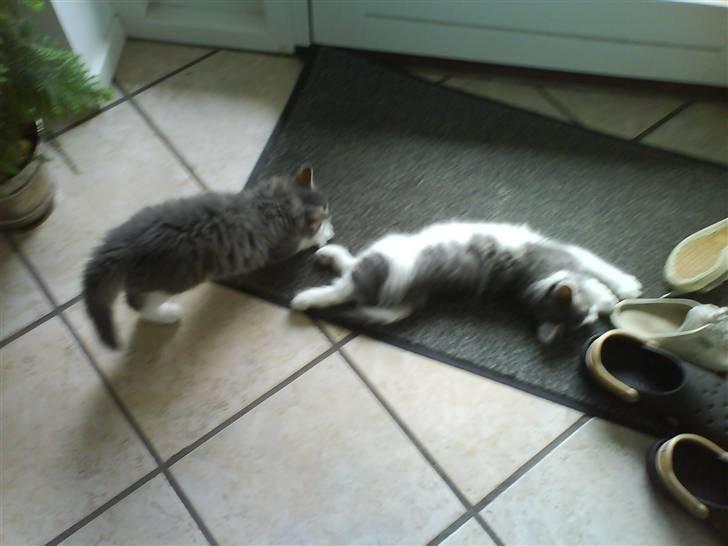 Norsk Skovkat Rytterparkens Blue Boy - Hihi, skal jeg drille dig Gunnar? billede 19