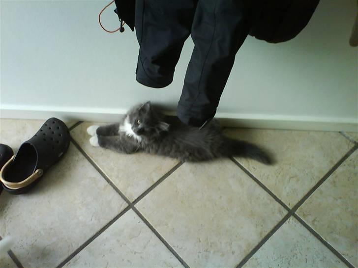 Norsk Skovkat Rytterparkens Blue Boy - Årh, hvor er jeg cute ! billede 20