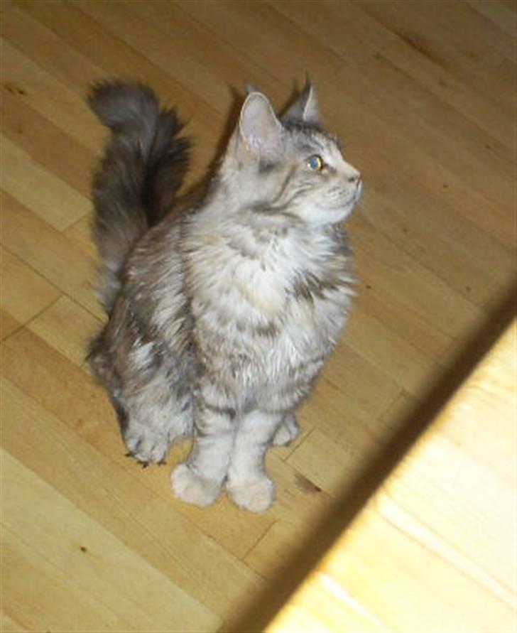 Maine Coon Cassiopaia billede 8