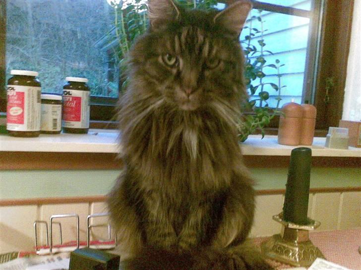 Maine Coon Figaro billede 1