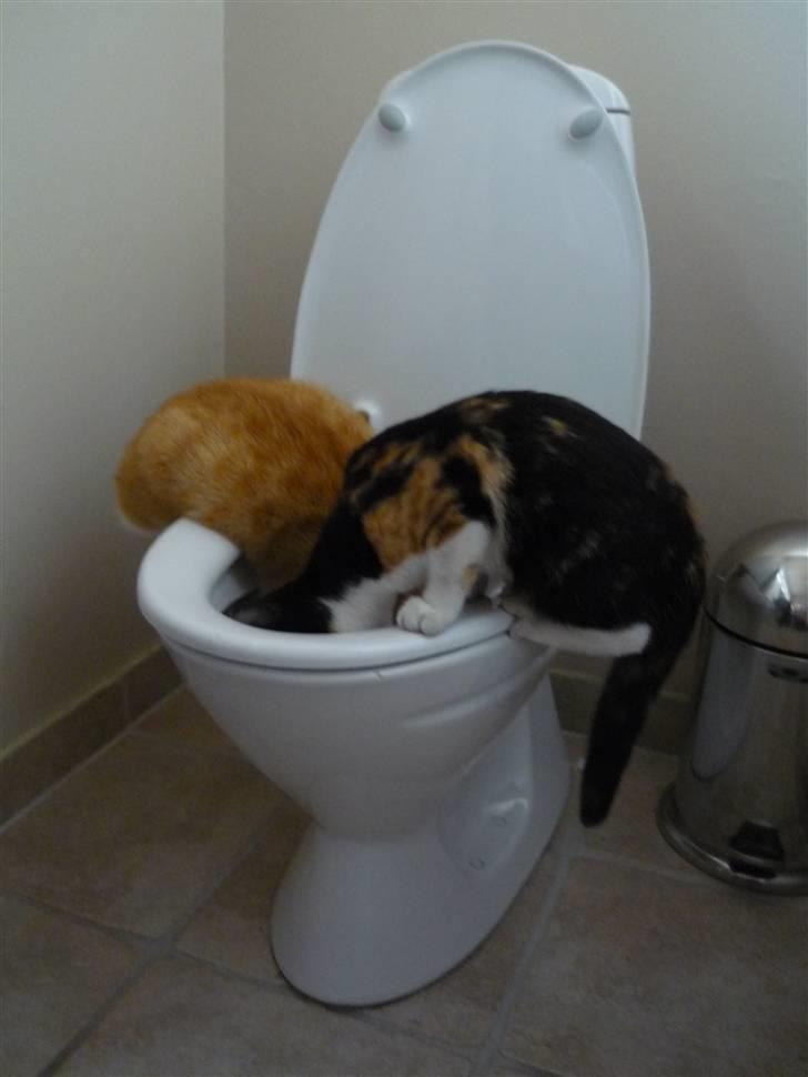 Huskat Mio (flyttet hjem til mor - Katterne i kummen xD billede 10