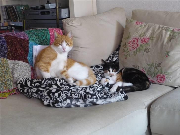 Huskat Mio (flyttet hjem til mor - "Hov! Der var ikke nogen der sagde at vi skulle fotograferes!" billede 11