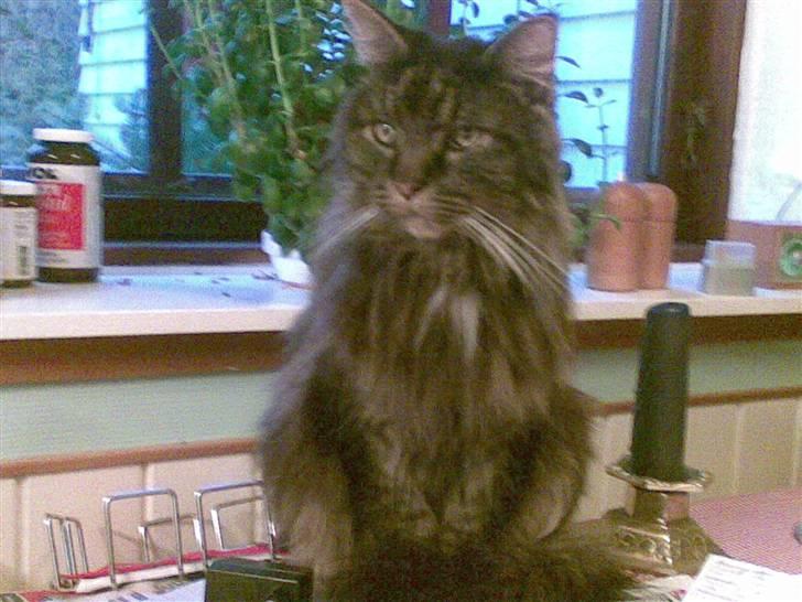 Maine Coon Figaro billede 2