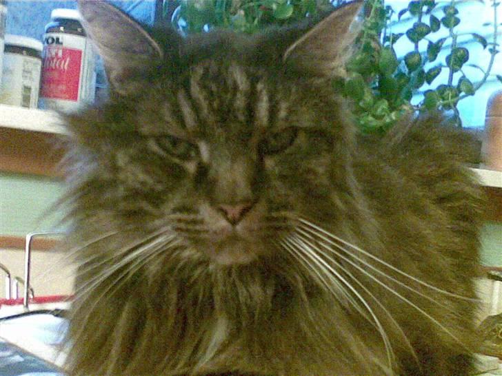 Maine Coon Figaro billede 3