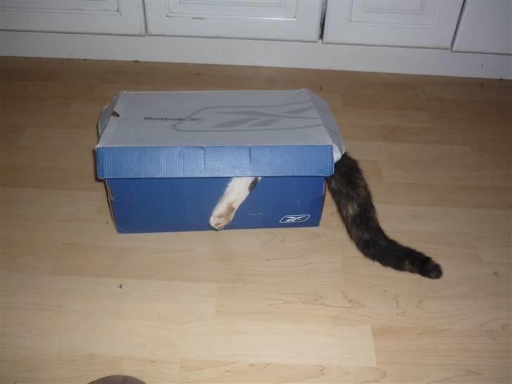 Huskat Mio (flyttet hjem til mor - "Jeg er IKKE i kassen, øh?!" billede 12