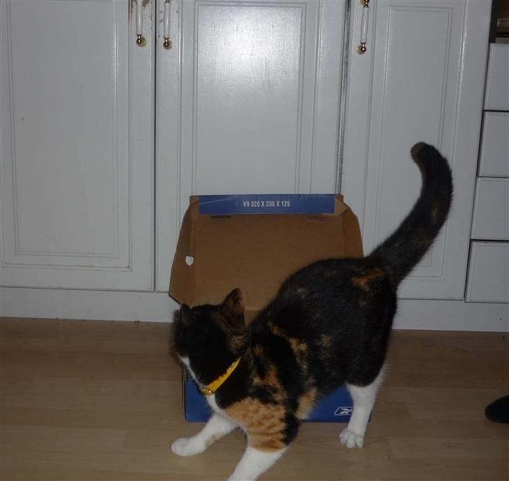 Huskat Mio (flyttet hjem til mor - "HOV, hvad var dog det?" billede 13