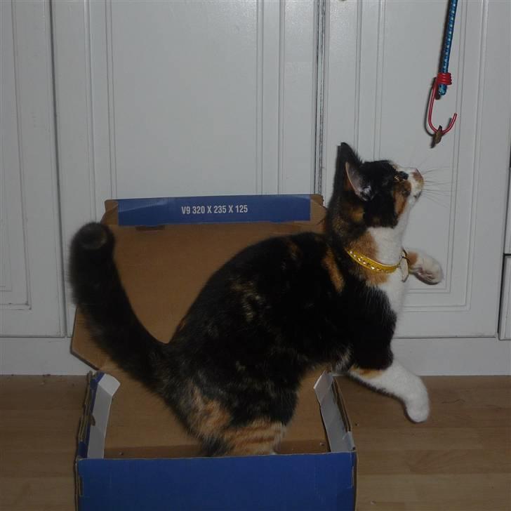 Huskat Mio (flyttet hjem til mor - "mmm, PØLSE!" billede 14