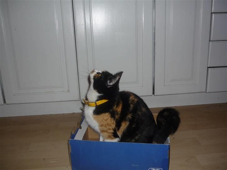 Huskat Mio (flyttet hjem til mor - Mio eeeeelsker kasser :) billede 15