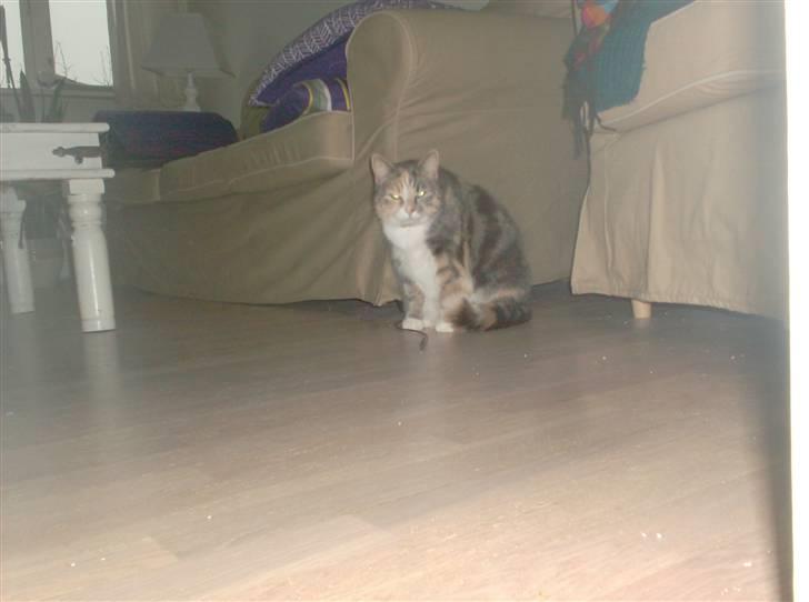 Blanding af racer astrid - velkommen til en smuk kats profil  billede 1