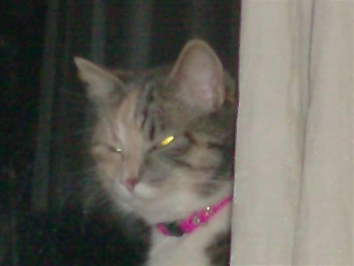 Blanding af racer astrid - her er jeg igen med den smukke ples  billede 2