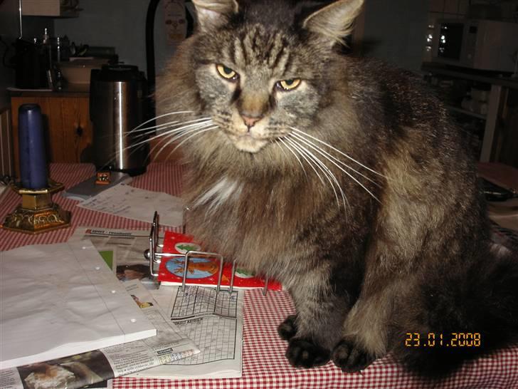 Maine Coon Figaro billede 4