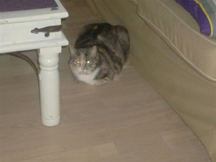 Blanding af racer astrid - hej simone hvad så billede 4