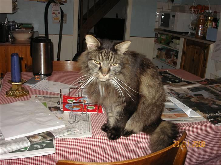 Maine Coon Figaro billede 5