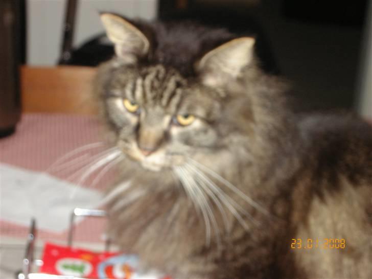 Maine Coon Figaro billede 6