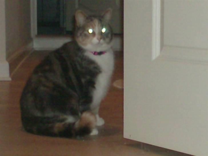 Blanding af racer astrid - skal på det lille hus  billede 5