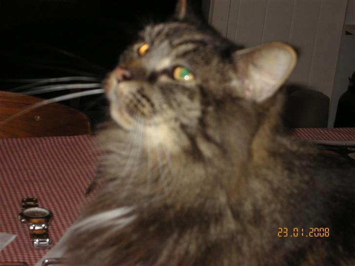 Maine Coon Figaro billede 7