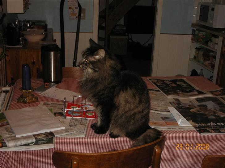 Maine Coon Figaro billede 8