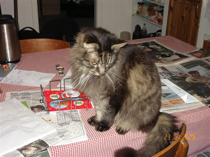 Maine Coon Figaro billede 9