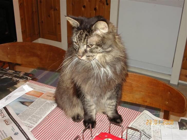 Maine Coon Figaro billede 10