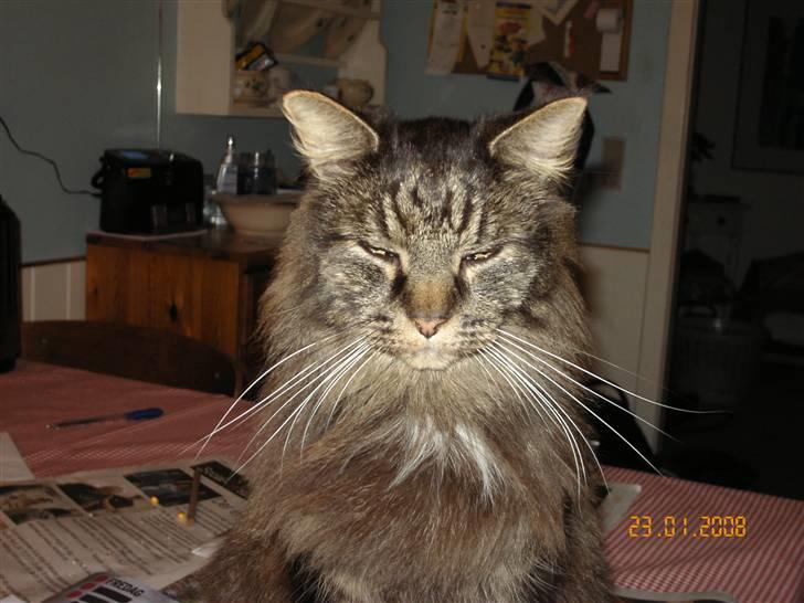Maine Coon Figaro billede 11