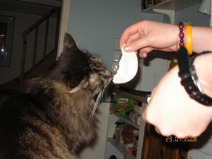 Maine Coon Figaro billede 12