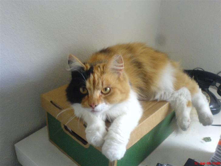 Norsk Skovkat Cleo billede 1