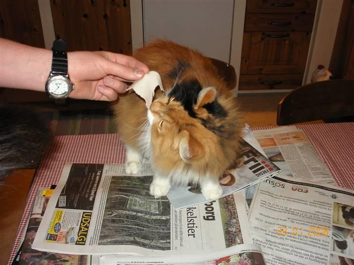 Norsk Skovkat Cleo billede 2